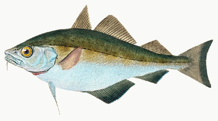 Abadejo pescado blanco - rawpixel