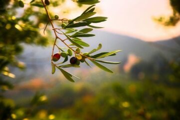 Los beneficios del aceite de oliva en la salud