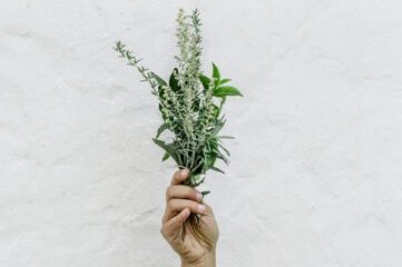 Árbol del té y prevención de piojos