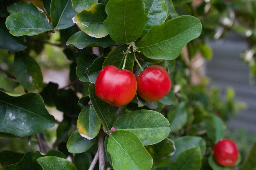 Acerola - Unsplash Samuel Souza