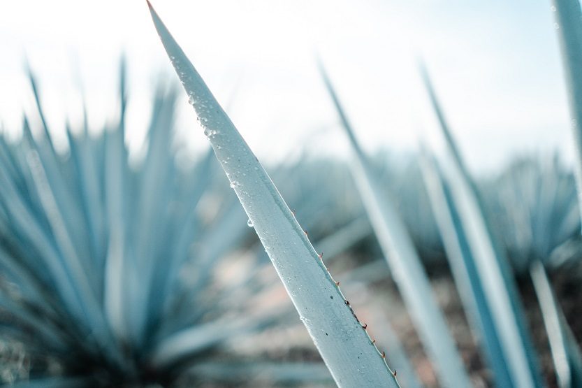 Agave para elaborar tequila - Unsplash Bruno Emmanuelle