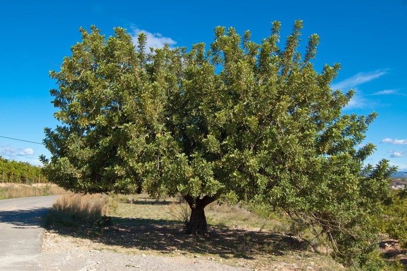 Algarroba y el algarrobo fuente MAPA