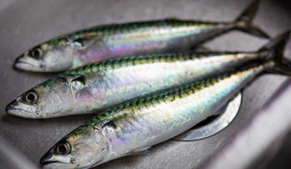 Alimentos con omega 3