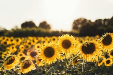 Alimentos con vitamina E