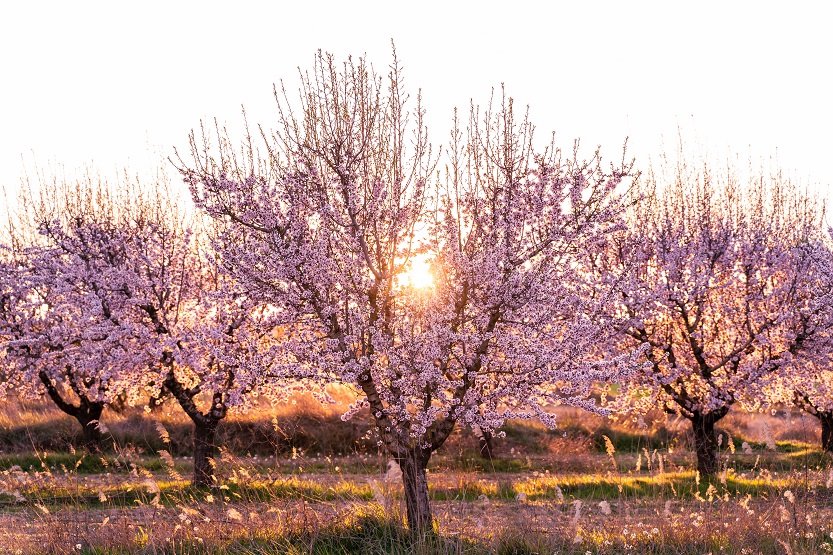 Almendros en flor 