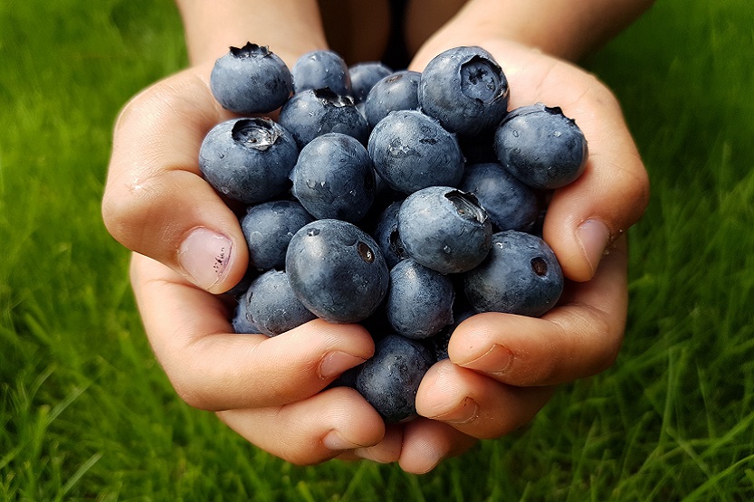 En este momento estás viendo Arándanos, frutas del bosque