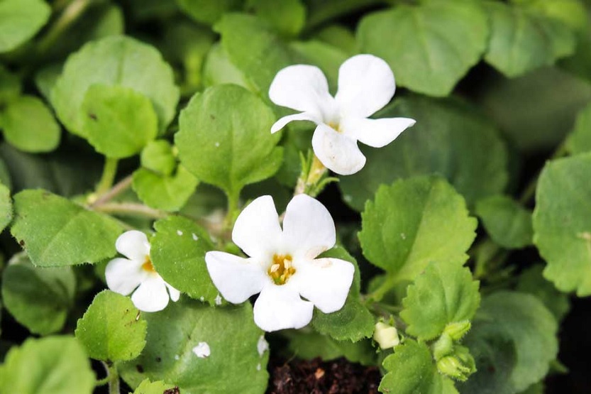 Lee más sobre el artículo Bacopa, planta medicinal