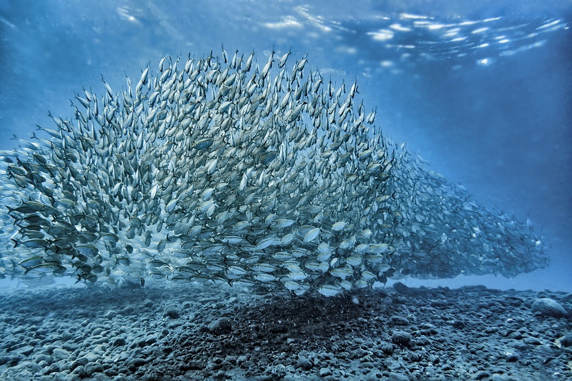 Banco de sardinas - Unsplash Dorothea Oldani