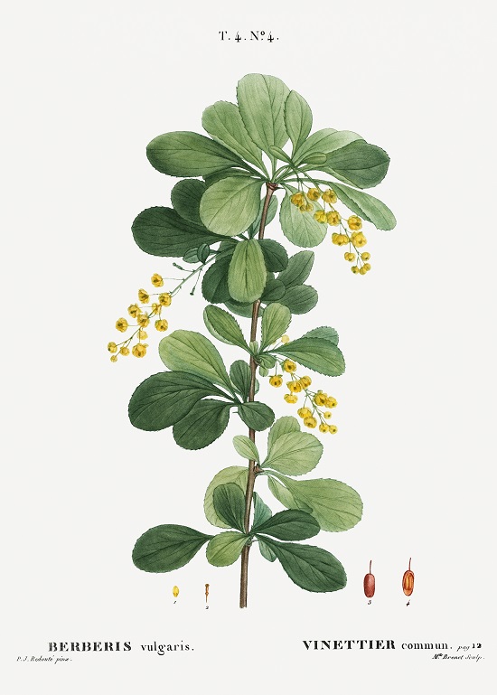 Berberis Vulgaris y el agracejo-rawpixel