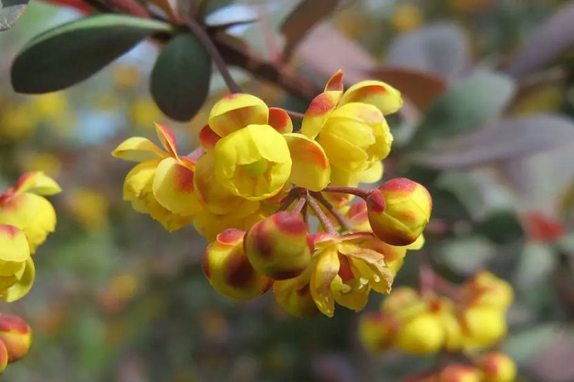 Berberis hispánica y agracejo