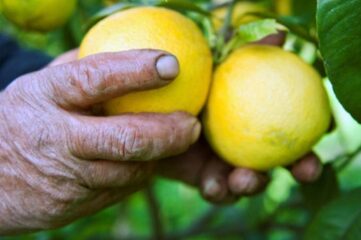 Bergamota, el cítrico desconocido