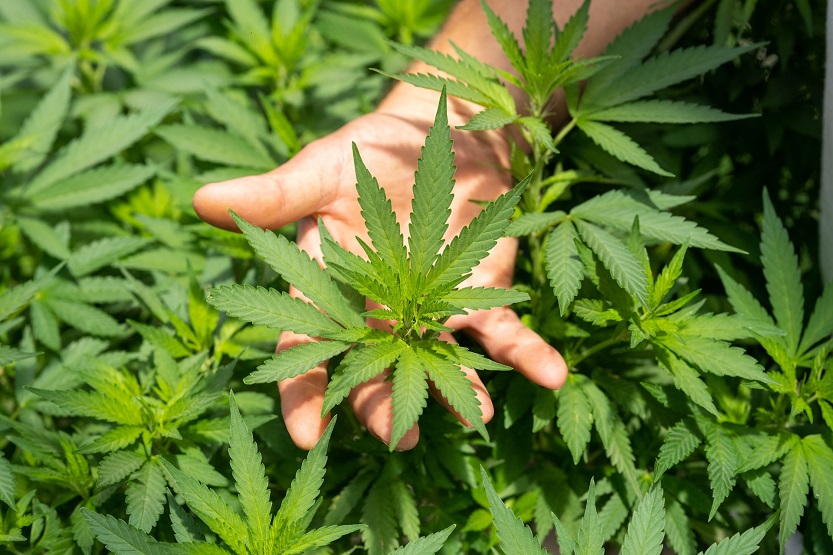 CBD y cultivo de marihuana - Unsplash Crystalweed