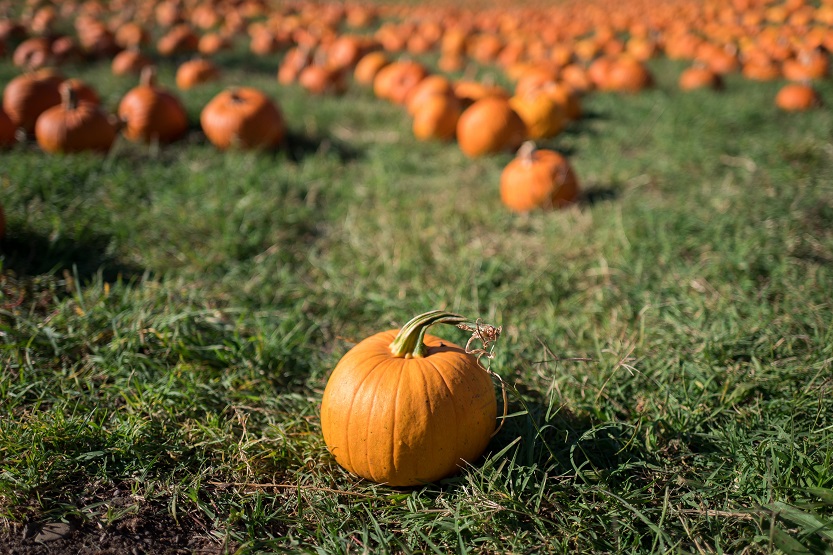 En este momento estás viendo Calabaza, fruta de otoño