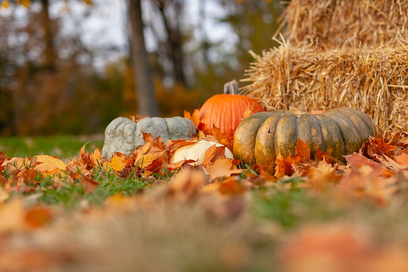 Calabaza campestre - Unsplash Joseph Gonzalez