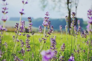 La fumaria, beneficios vegetales