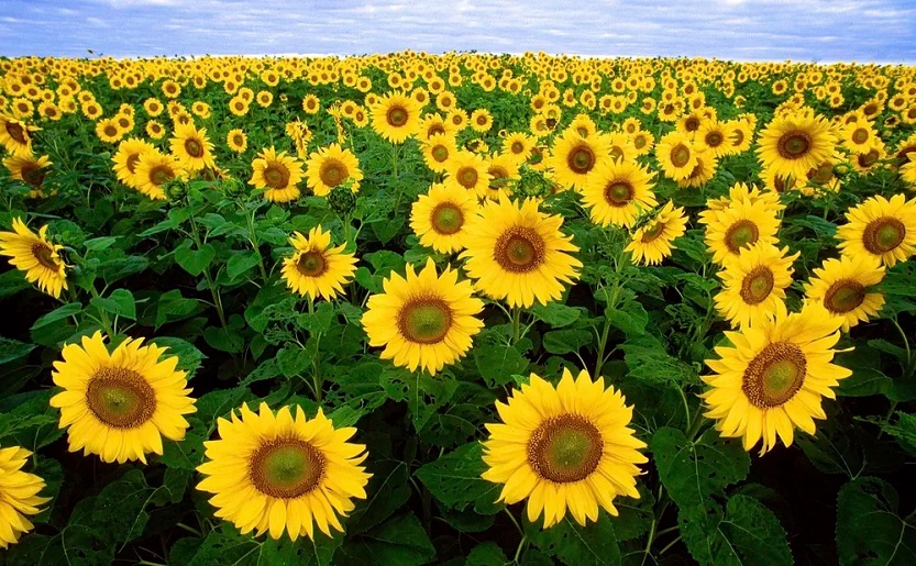 Campo de girasol en Ucrania