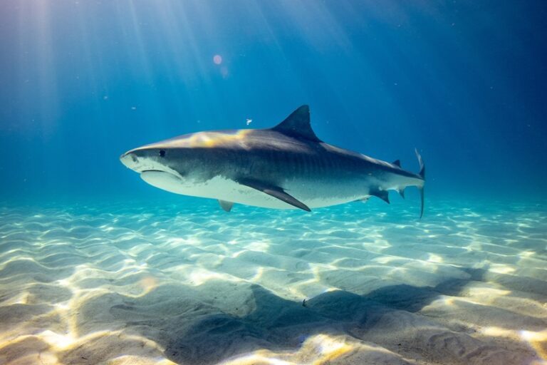 Comprar cartílago de tiburón - Unsplash Gerald Schombs