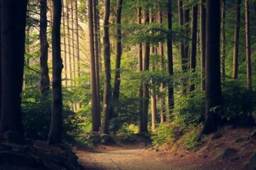 Shinrin yoku, conectar con la naturaleza