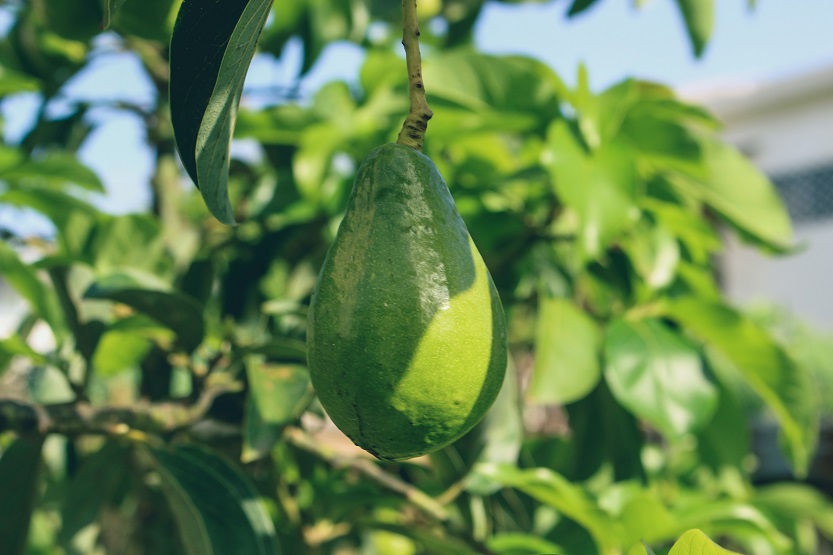 Cultivo de aguacate - Unsplash Jametlene Reskp