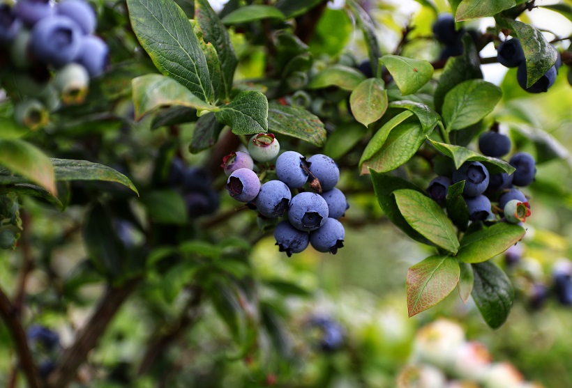 Cultivo de arándanos - Unsplash Mario Mendez