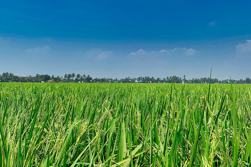 Cultivo de arroz - Unsplash Fajruddin Mudzakkir