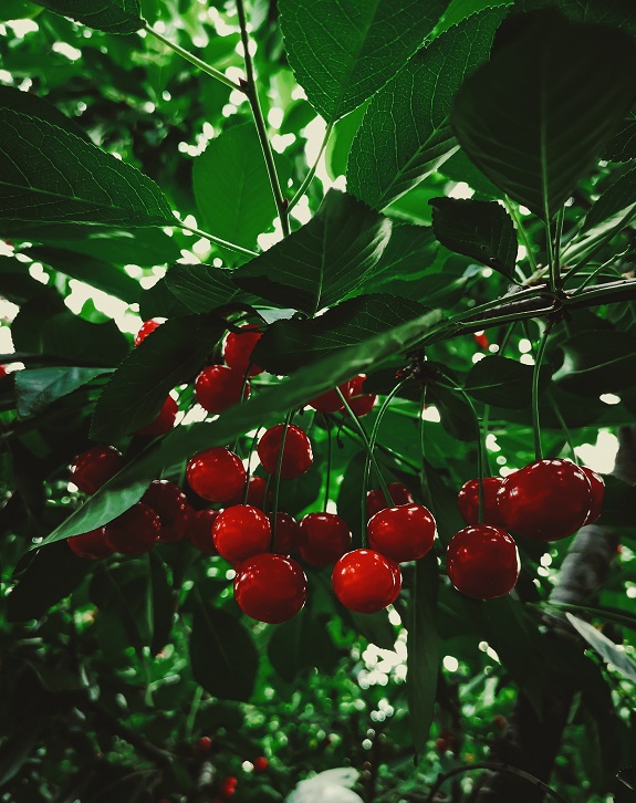 Cultivo de cerezas - Unsplash Burak Tonc