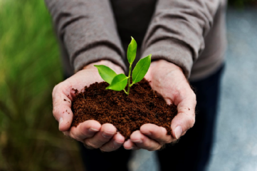 Hierbabuena, una planta de uso cotidiano