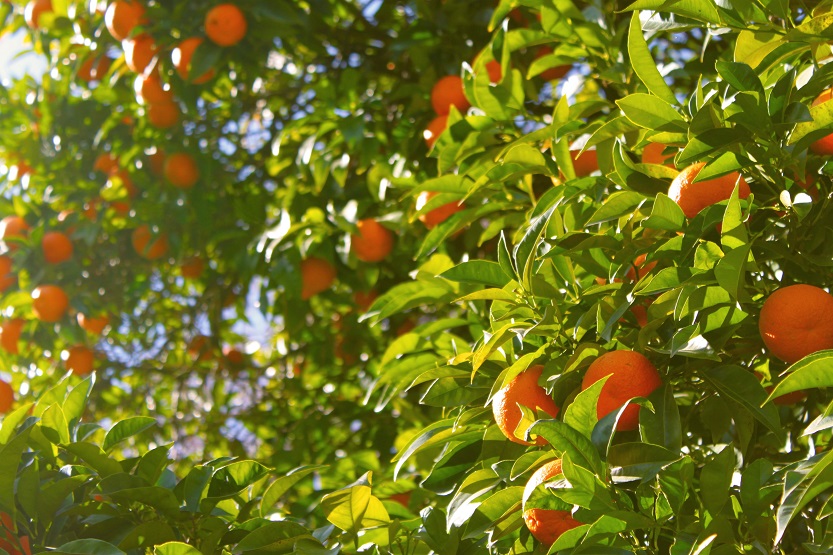 Cultivo de mandarina - Unsplash Tyler Shaw