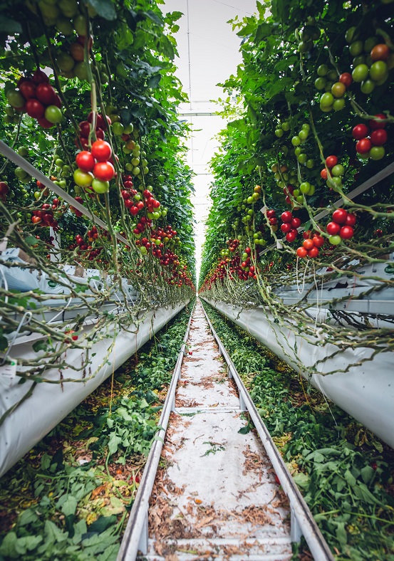 Cultivo de tomate en invernadero - Unsplash Markus Spiske