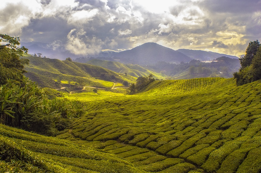 En este momento estás viendo Té matcha de oriente