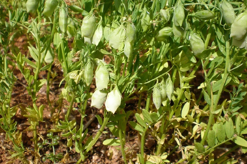 Cultivo de lentejas