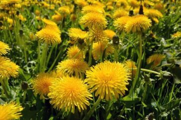 Dandelion o diente de León