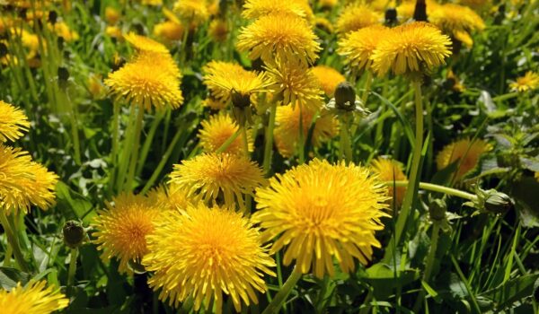 Dandelion o diente de León
