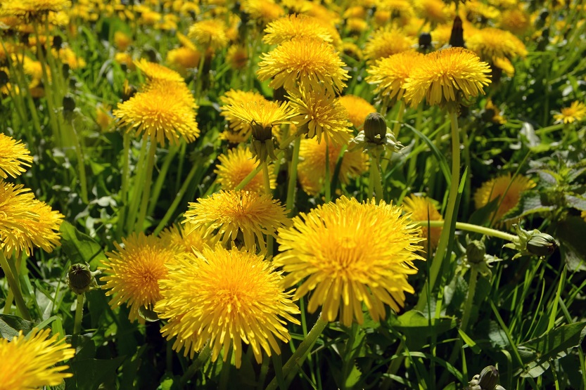 En este momento estás viendo Dandelion o diente de León