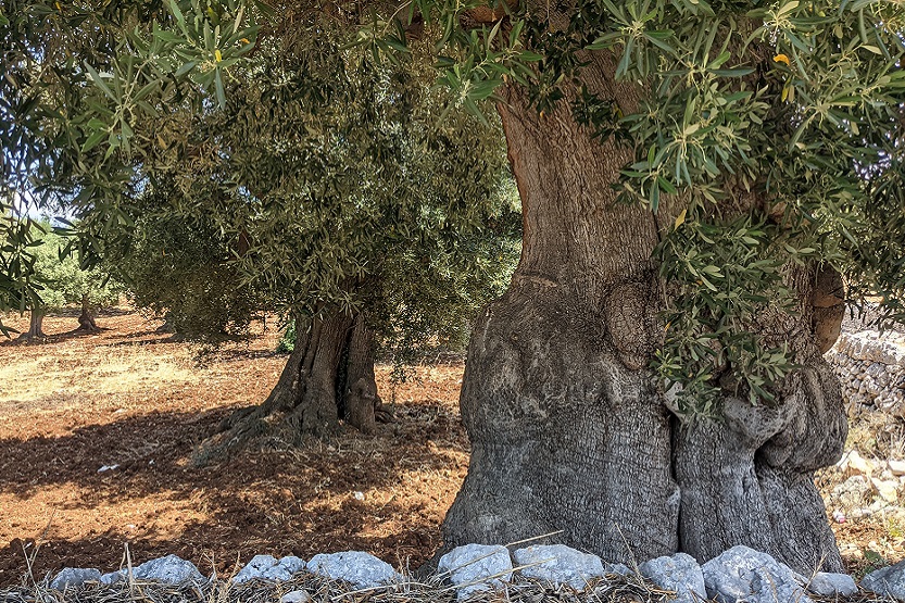 Lee más sobre el artículo Día mundial del olivo