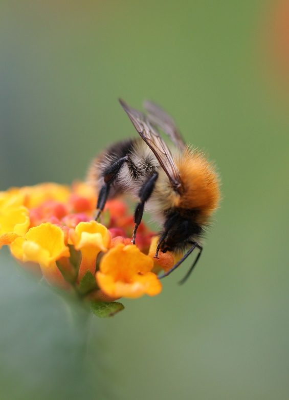 Flor polinizada y miel - Nina Ha unsplash