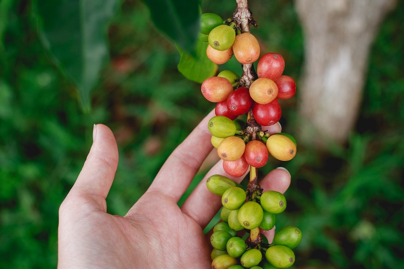 En este momento estás viendo Garcinia cambogia y café verde propiedades