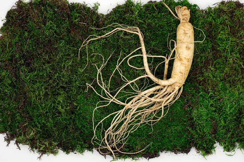 Lee más sobre el artículo Ginseng siberiano o eleuterococo propiedades