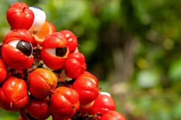 Guaraná propiedades