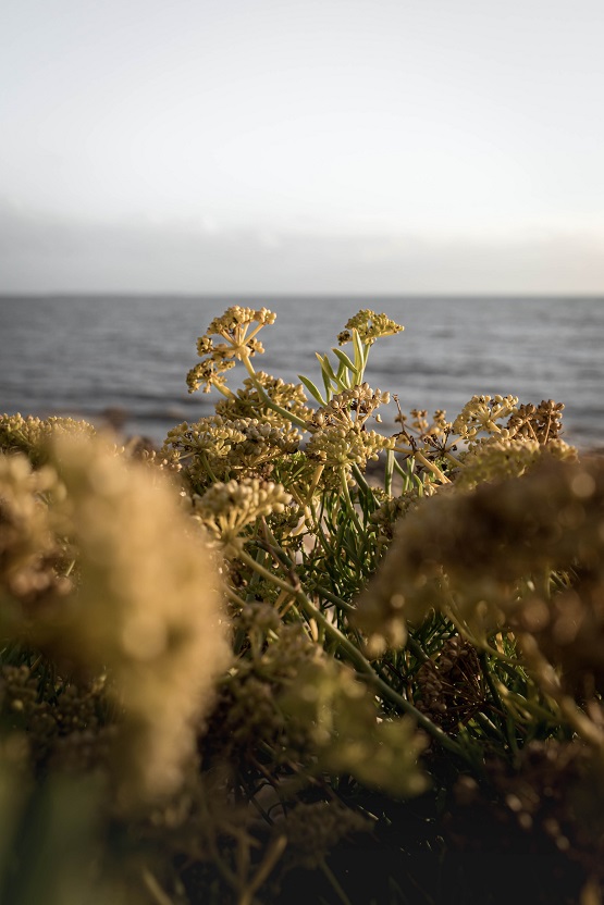 Té de hinojo planta - Unsplash