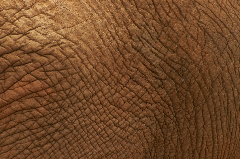 La epidermis - Unsplash Wolfgang Hasselmann