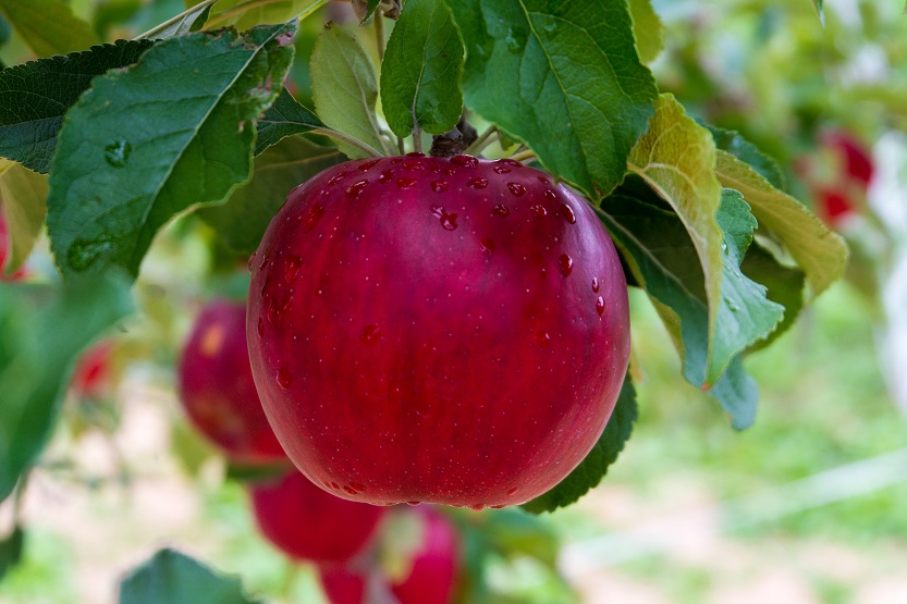 En este momento estás viendo La manzana, el mejor tentempié