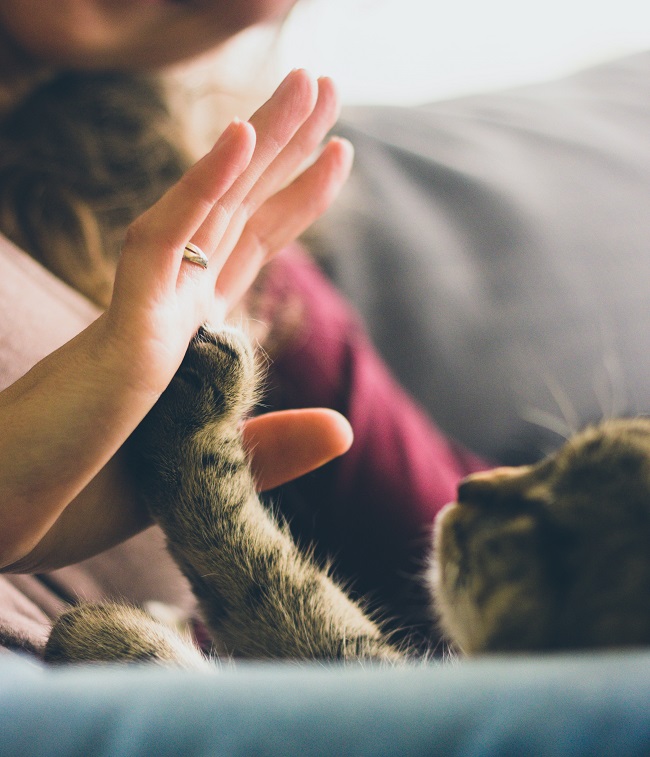 Mascotas y autoestima - Unsplash Jonas Vincent