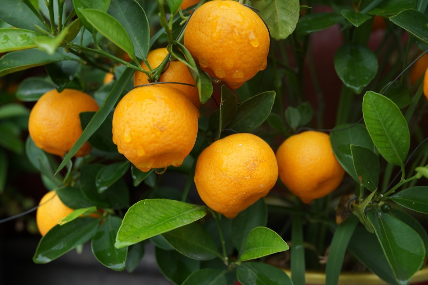 En este momento estás viendo La naranja, fruta de temporada