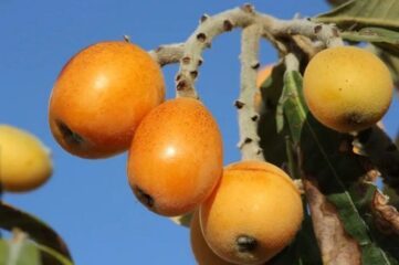 Níspero, fruta de primavera