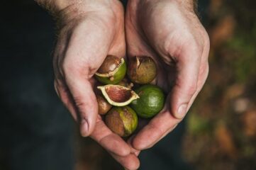 Nueces de macadamia, ricas y caras