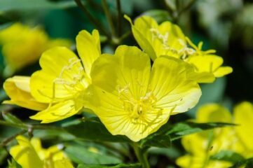 Aceite de onagra ¿producto milagro o moda?