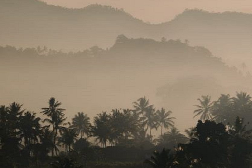 Lee más sobre el artículo Palmito y el Chamaerops humilis