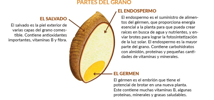 Partes del grano - Whole Grains Council