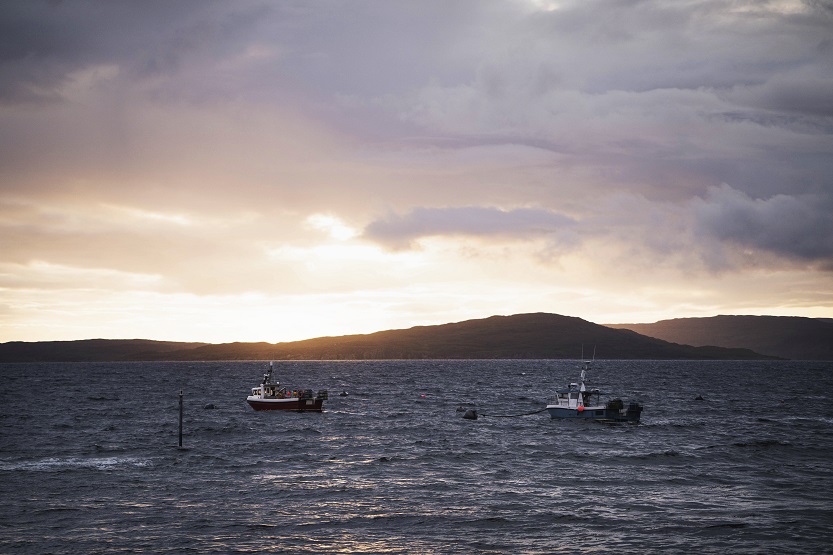 Pesca de tilapia salvaje - Unsplash